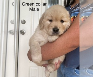 Golden Retriever Puppy for Sale in TUNNEL HILL, Georgia USA