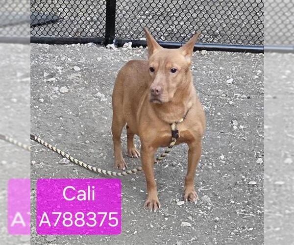 Medium Photo #1 Mutt Puppy For Sale in San Antonio, TX, USA