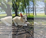 Small #1 German Shepherd Dog