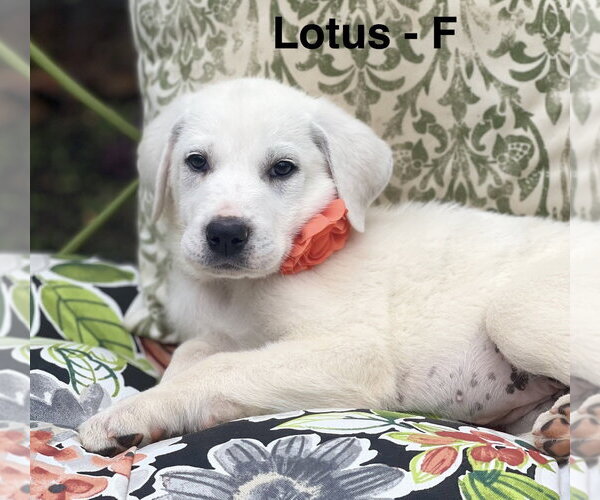 Medium Photo #2 Labrenees Puppy For Sale in Rockaway, NJ, USA