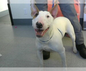 Bull Terrier Dogs for adoption in Big Bear City, CA, USA