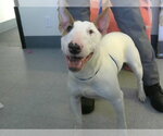 Small Bull Terrier