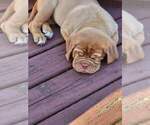 Small Photo #8 Dogue de Bordeaux Puppy For Sale in NEW CASTLE, IN, USA