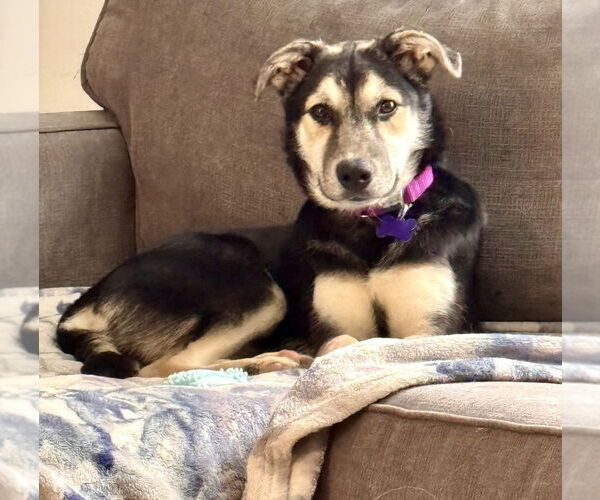 Medium Photo #7 Mutt Puppy For Sale in Oak Bluffs, MA, USA