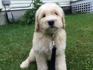 Goldendoodle Puppy for sale in GLOVER, VT, USA