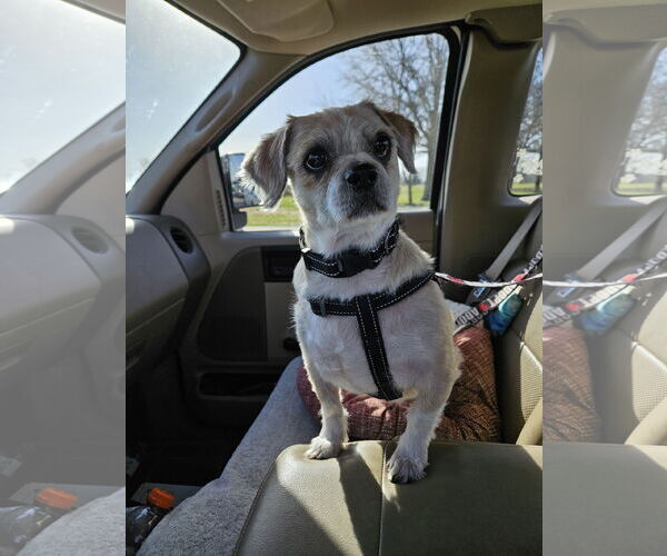 Medium Photo #6 Mutt Puppy For Sale in Fenton, MO, USA