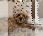 Small Mutt