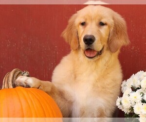 Golden Retriever Puppy for sale in JONES, MI, USA