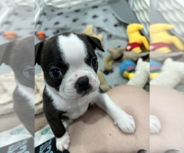 Medium Photo #2 Boston Terrier Puppy For Sale in CRYSTAL, MN, USA