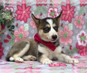 Border Collie-Pomsky Mix Puppy for sale in LANCASTER, PA, USA