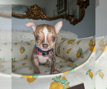 Small #7 Chihuahua