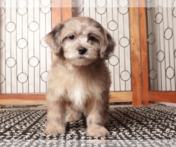Medium Photo #3 ShihPoo Puppy For Sale in NAPLES, FL, USA
