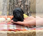 Small #12 Goldendoodle