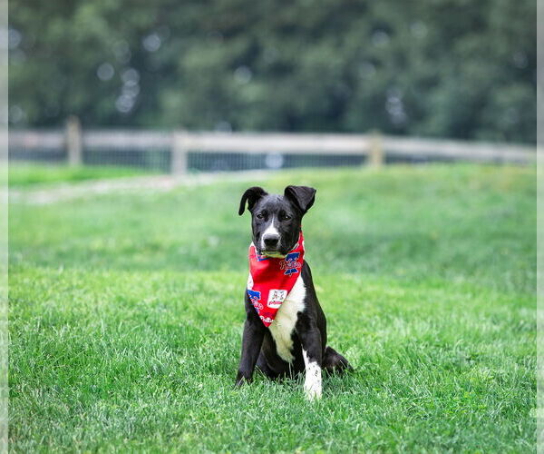 Medium Photo #2 Labrador Retriever-Unknown Mix Puppy For Sale in Unionville, PA, USA