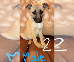 Australian Cattle Dog-German Shepherd Dog Mix Puppy for sale in ELLIJAY, GA, USA