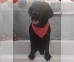 Small Photo #1 Labrador Retriever Puppy For Sale in CORAL SPRINGS, FL, USA