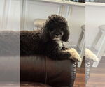 Small #4 Poodle (Toy)