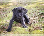Small Photo #2 Cane Corso Puppy For Sale in ABERDEEN, MS, USA