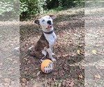Small #13 American Pit Bull Terrier Mix
