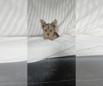 Small #3 Yorkshire Terrier