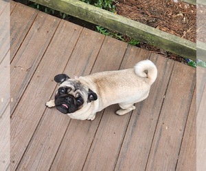 Pug Puppy for sale in FREDERICKSBURG, VA, USA