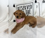 Small #2 Golden Retriever