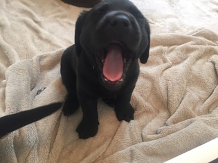 Labrador Retriever Puppy for sale in ETTERS, PA, USA