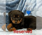 Small #6 Rottweiler