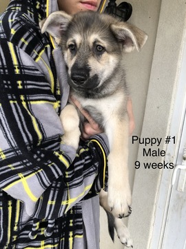 Medium Photo #7 German Shepherd Dog Puppy For Sale in BARTLETTSVILLE, IN, USA