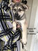 Small Photo #7 German Shepherd Dog Puppy For Sale in BARTLETTSVILLE, IN, USA