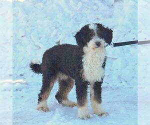 Father of the Bernedoodle puppies born on 03/02/2022
