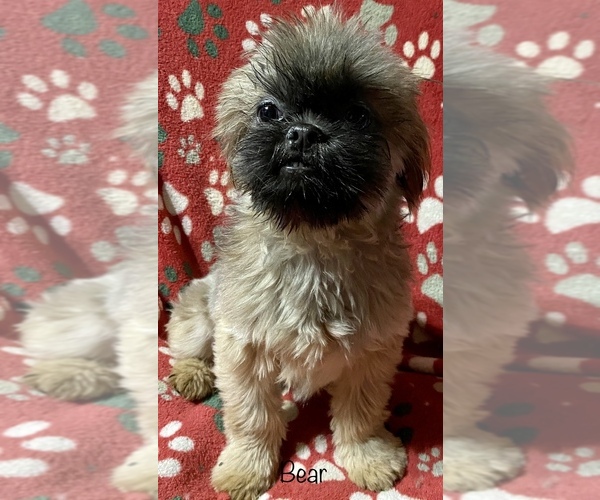 Medium Photo #1 Shih Tzu Puppy For Sale in PIEDMONT, OH, USA