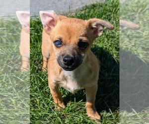 Chihuahua-Unknown Mix Dogs for adoption in Omaha, NE, USA