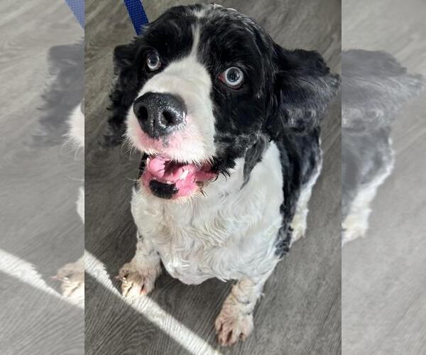 Medium Photo #10 Cocker Spaniel Puppy For Sale in Westminster, MD, USA