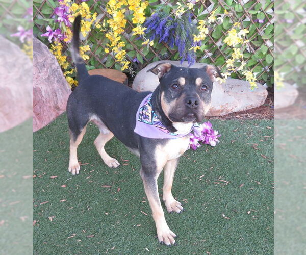 Medium Photo #2 Rottweiler-Unknown Mix Puppy For Sale in Oklahoma City, OK, USA
