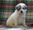 Small Photo #1 Great Pyrenees Puppy For Sale in FREDERICKSBG, OH, USA