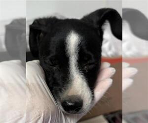 Chihuahua Dogs for adoption in Bakersfield, CA, USA