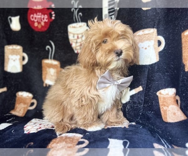 Medium Photo #4 ShihPoo Puppy For Sale in LAKELAND, FL, USA