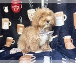 Small #3 ShihPoo