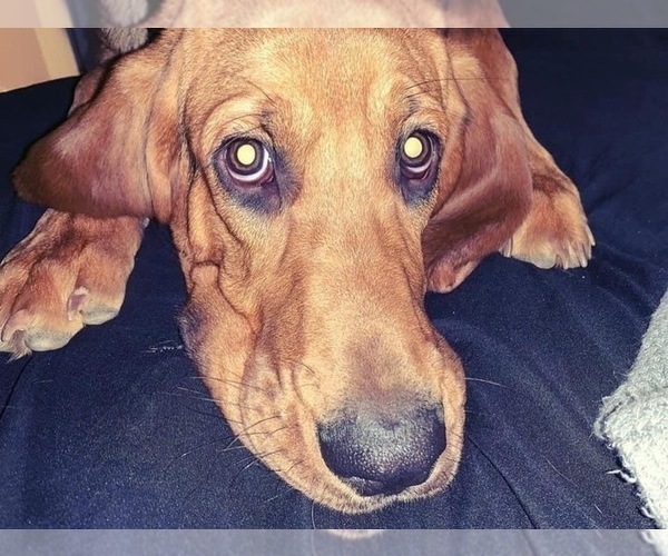 Medium Photo #1 Bloodhound Puppy For Sale in MANNFORD, OK, USA