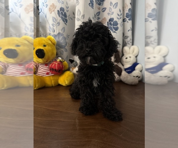 Medium Photo #8 Bichpoo Puppy For Sale in DURHAM, CT, USA