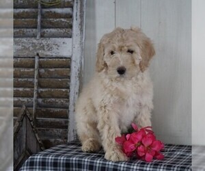 Labradoodle Puppy for sale in FREDERICKSBG, OH, USA