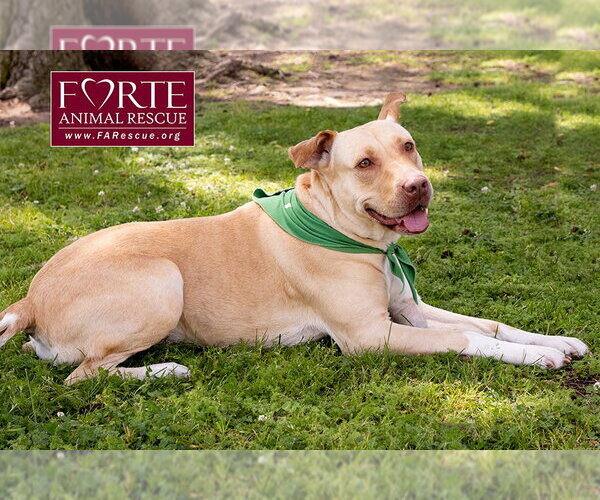 Medium Photo #4 Labrador Retriever-Pharaoh Hound Mix Puppy For Sale in Marina del Rey, CA, USA