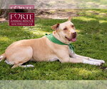 Small #3 Labrador Retriever-Pharaoh Hound Mix