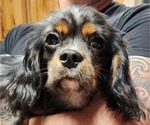 Small Photo #2 Cavalier King Charles Spaniel Puppy For Sale in BOONVILLE, NY, USA