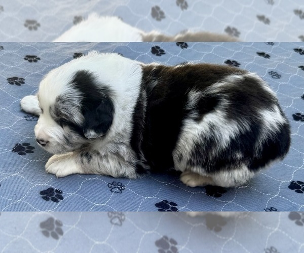Medium Photo #11 Australian Shepherd Puppy For Sale in SALISBURY, NC, USA