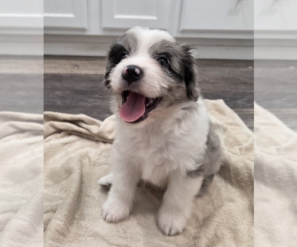 Medium Photo #26 Aussiedoodle Puppy For Sale in WILLS POINT, TX, USA