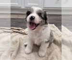 Small #25 Aussiedoodle
