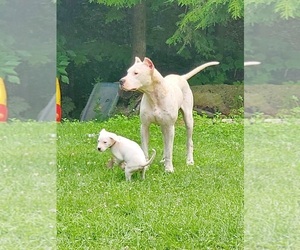Mother of the Dogo Argentino puppies born on 05/27/2023