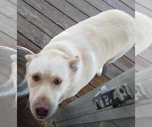 Labrador Retriever Dogs for adoption in Scottsboro, AL, USA